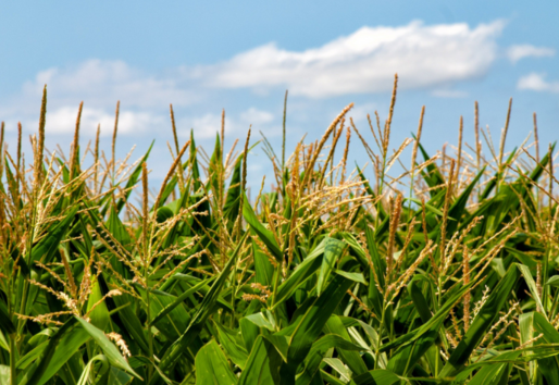 Event image of International Workshop on fertilizer recommendations