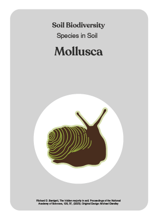 NBS_VC_Soil Biodiversity-9